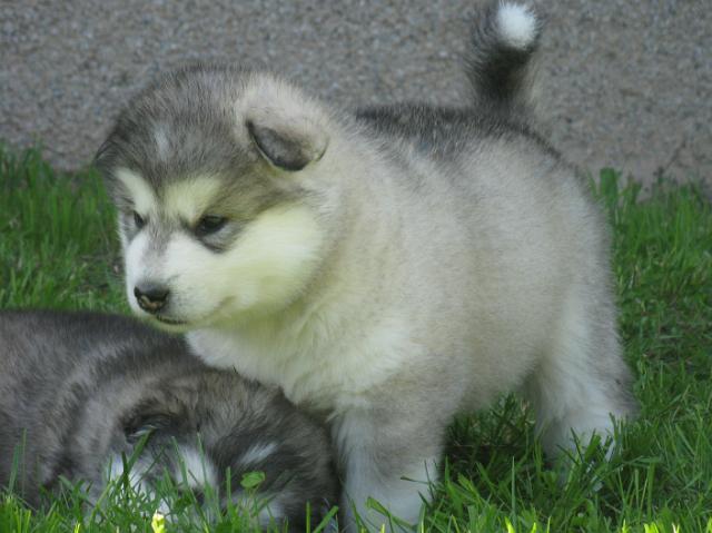 Pennut4vkweeks 196.JPG - 4 weeks